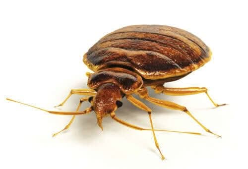 disinfestazione cimici da letto Marina del Cantone