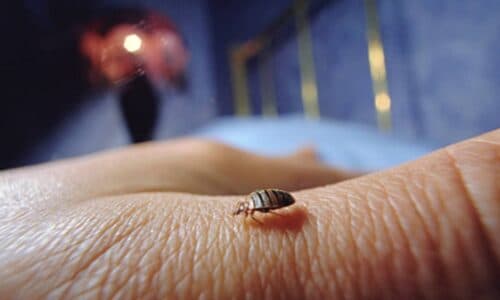 Come Avviene un’Infestazione Cimici da Letto?