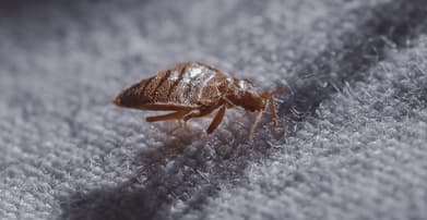 infestazione cimici da letto