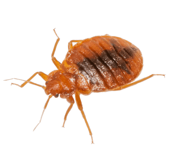 cimice dei letti