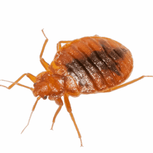 Cimice dei letti vista da vicino