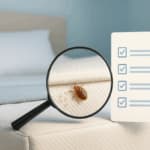 Infestazione di cimici da letto in corso: Guida e test di autodiagnosi